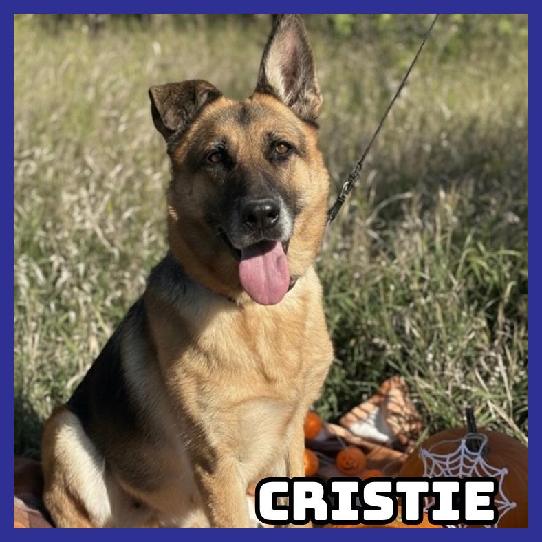 Cristie, Adoptable, Senior Female German Shepherd Dog.