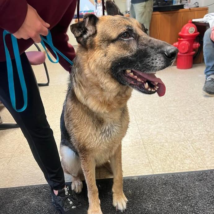 Enlarge Cristie, a Adoptable German Shepherd Dog in Glenwood, MN image 2/3