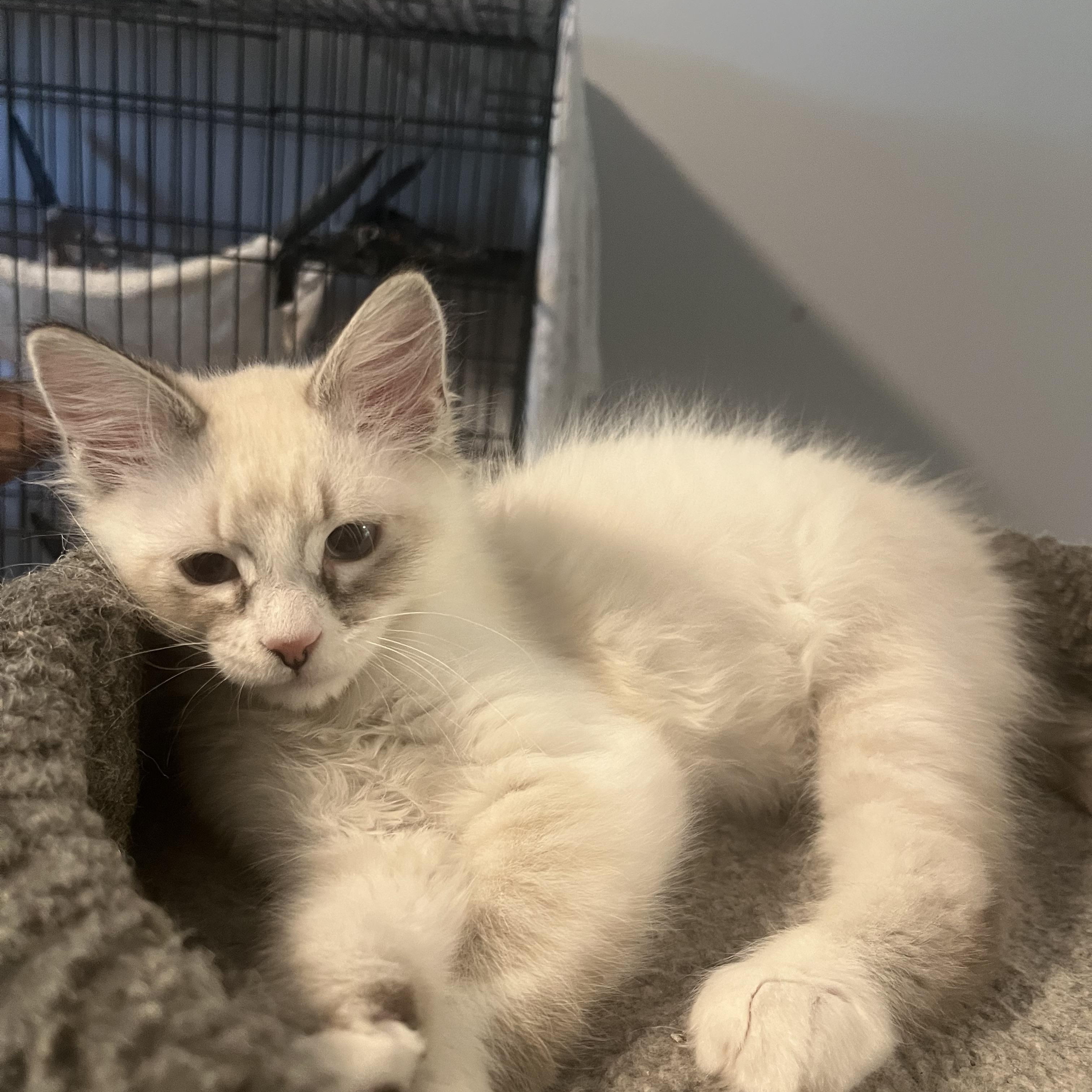 Horchata, a ADOPTABLE Siamese in Oakley, CA image 3/3