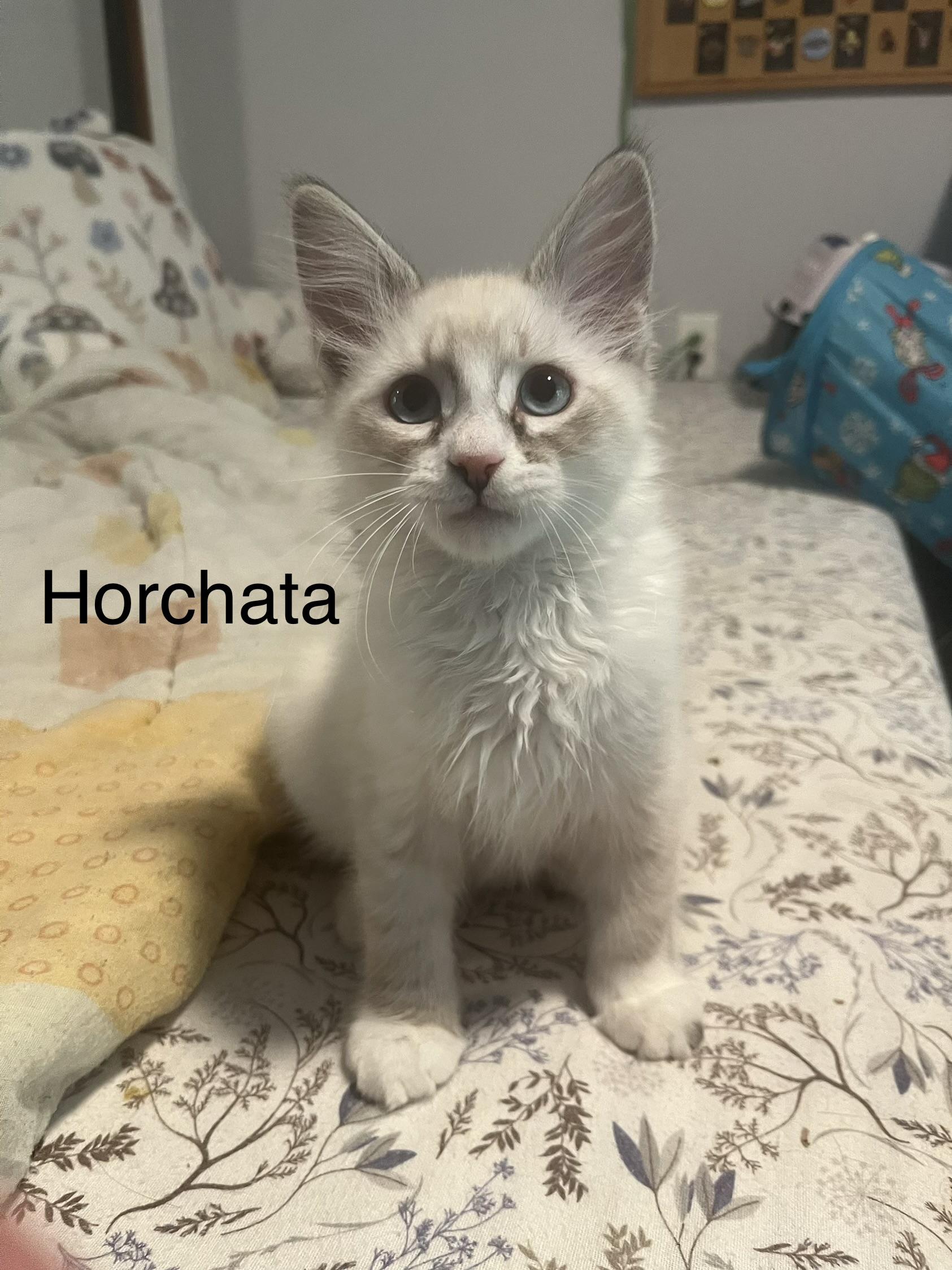 Horchata, ADOPTABLE, Kitten Male Siamese.