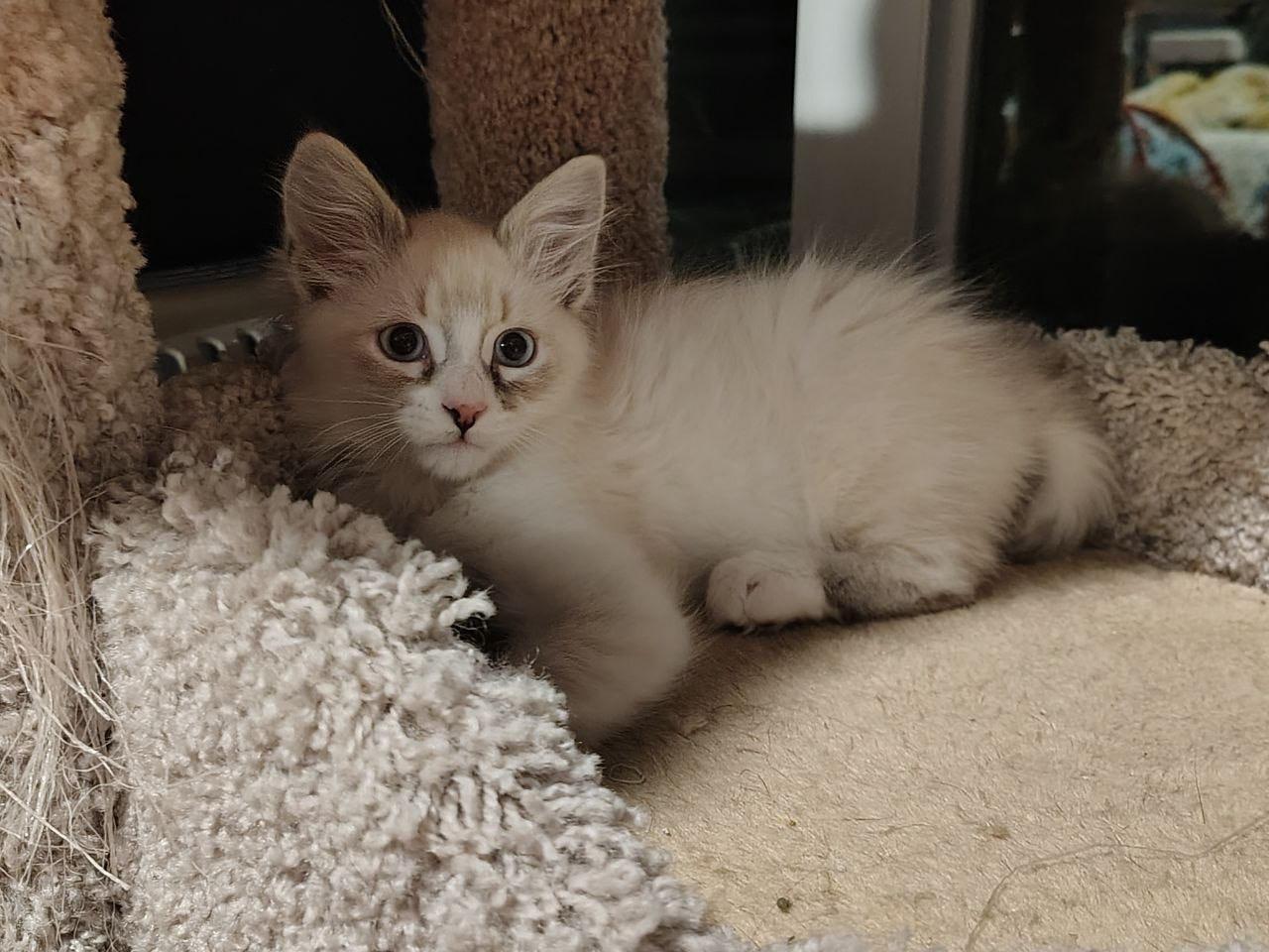 Horchata, a ADOPTABLE Siamese in Oakley, CA image 2/3