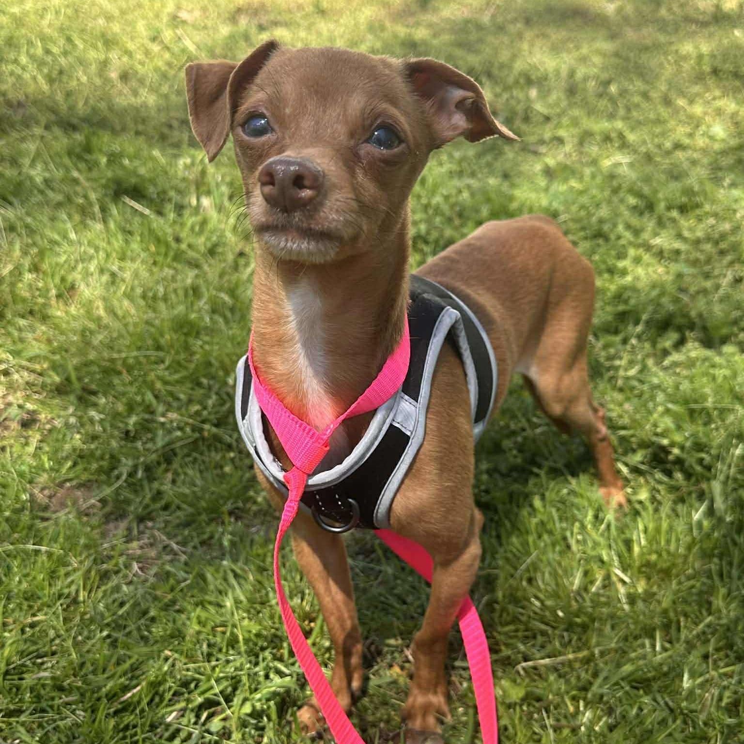 Enlarge Frankie, an adoption pending mixed breed in Newton, NC image 2/4