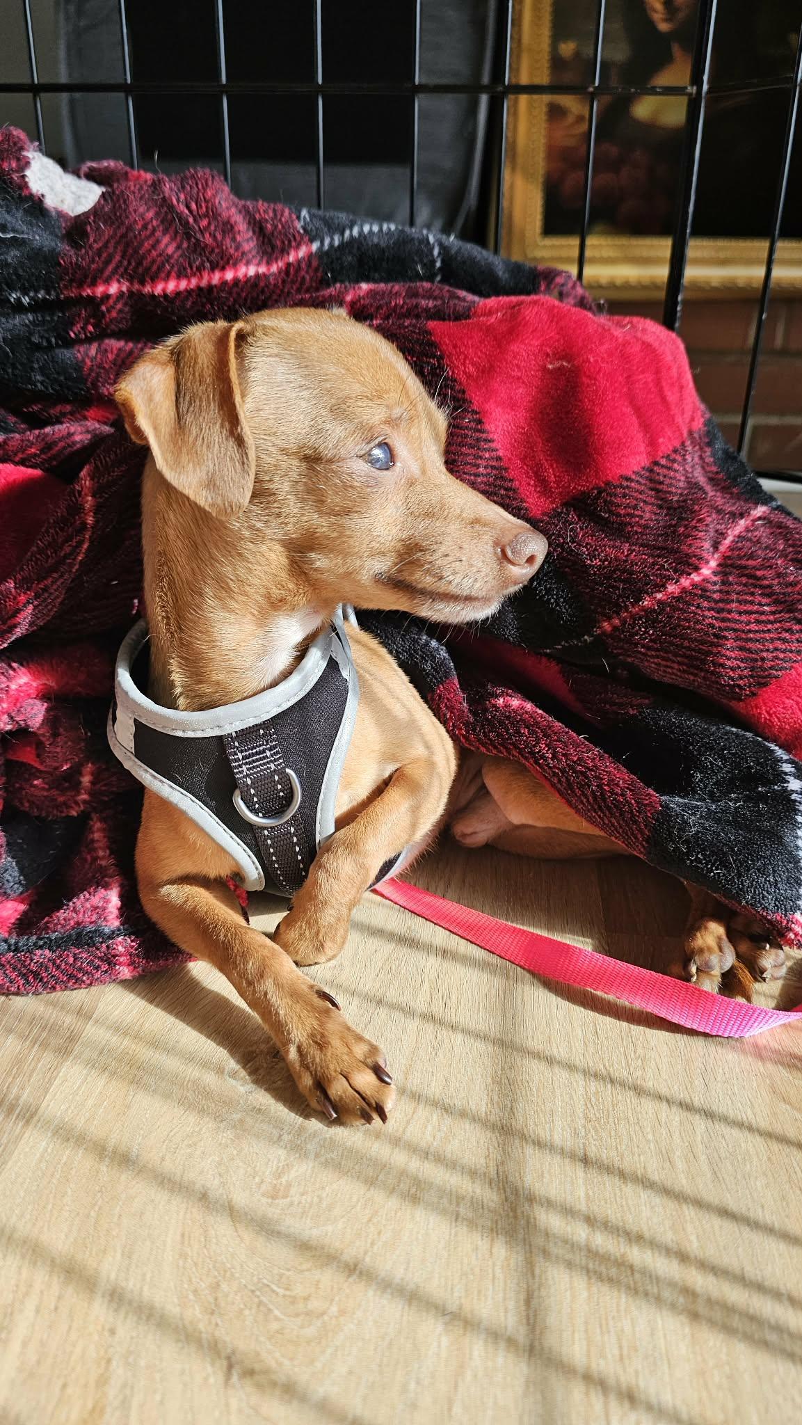 Enlarge Frankie, an adoption pending mixed breed in Newton, NC image 3/4