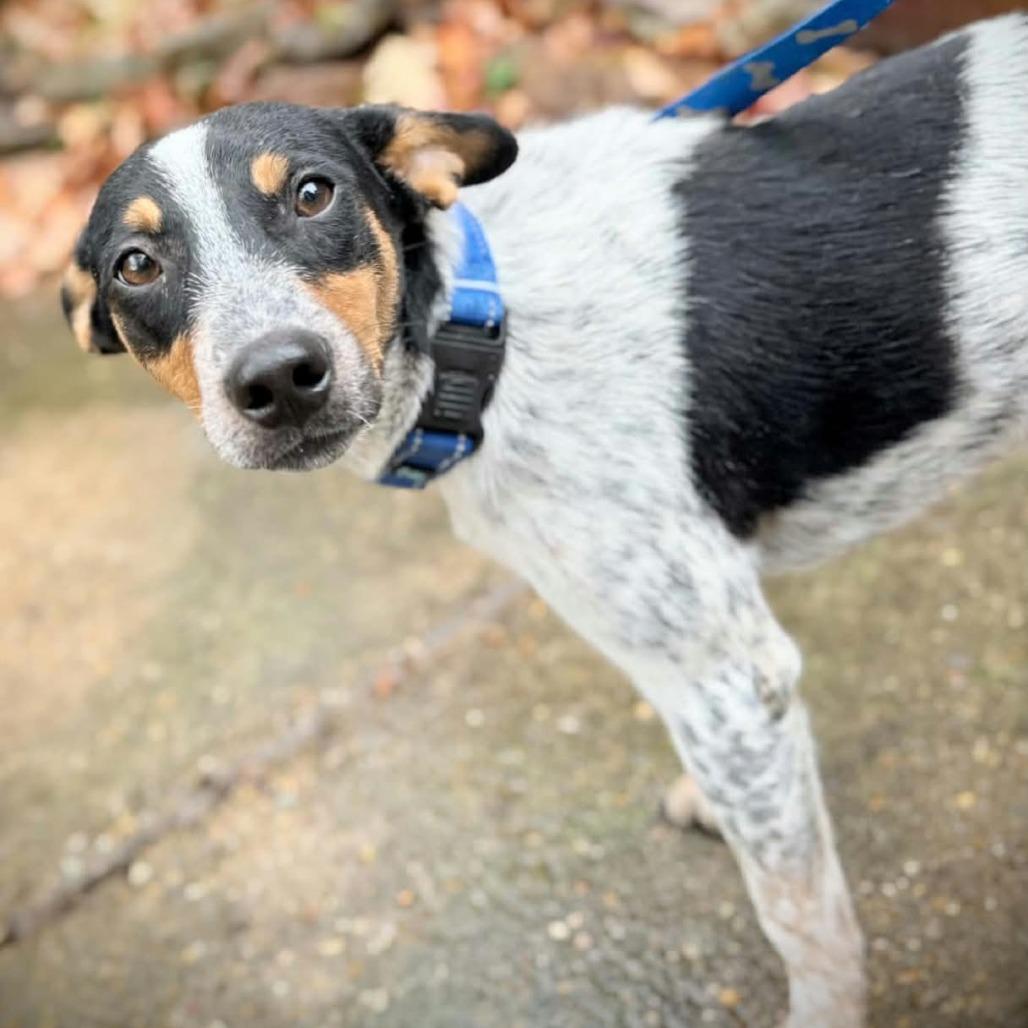 Enlarge Parker *Tripod* D71552, a Adoptable mixed breed in Minnetonka, MN image 1/4