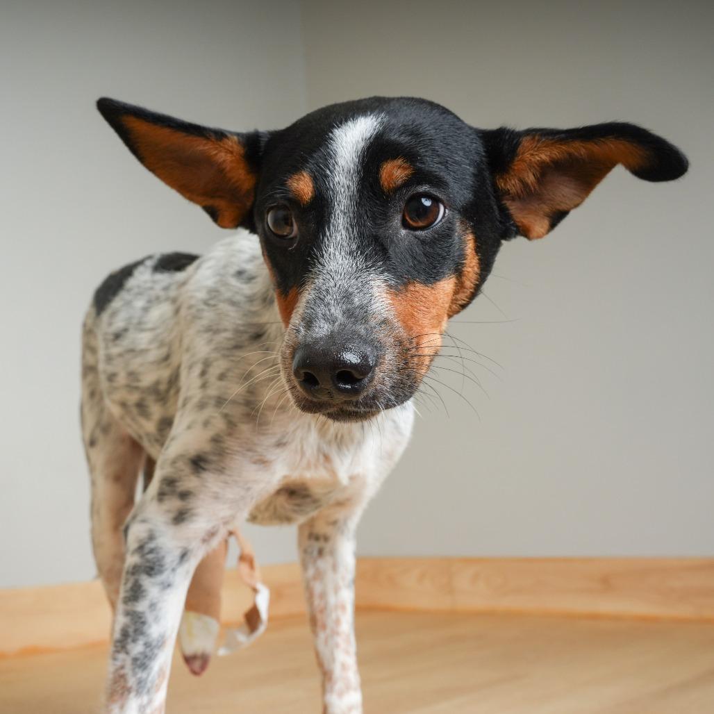 Enlarge Parker *Tripod* D71552, a Adoptable mixed breed in Minnetonka, MN image 2/4