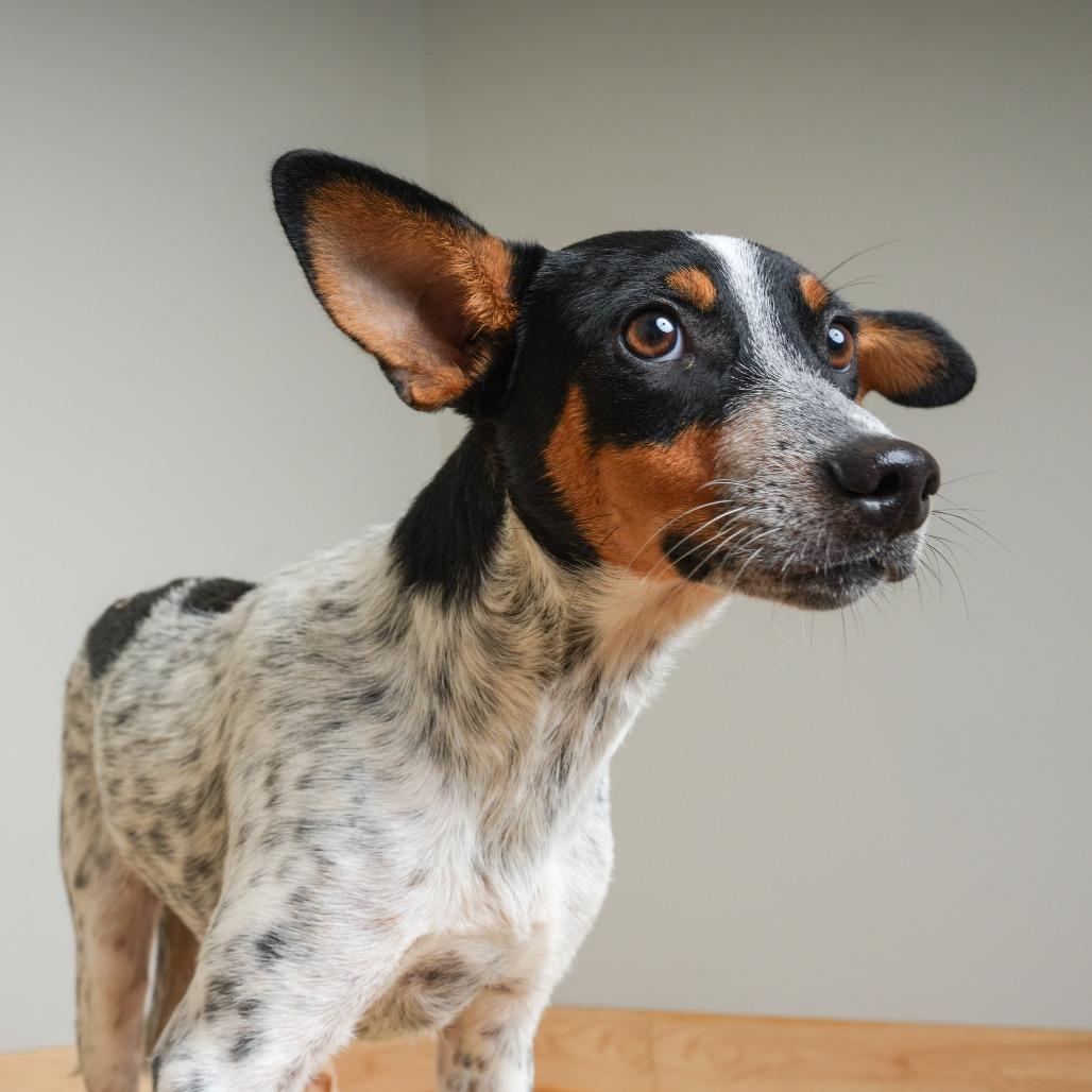 Enlarge Parker *Tripod* D71552, a Adoptable mixed breed in Minnetonka, MN image 3/4