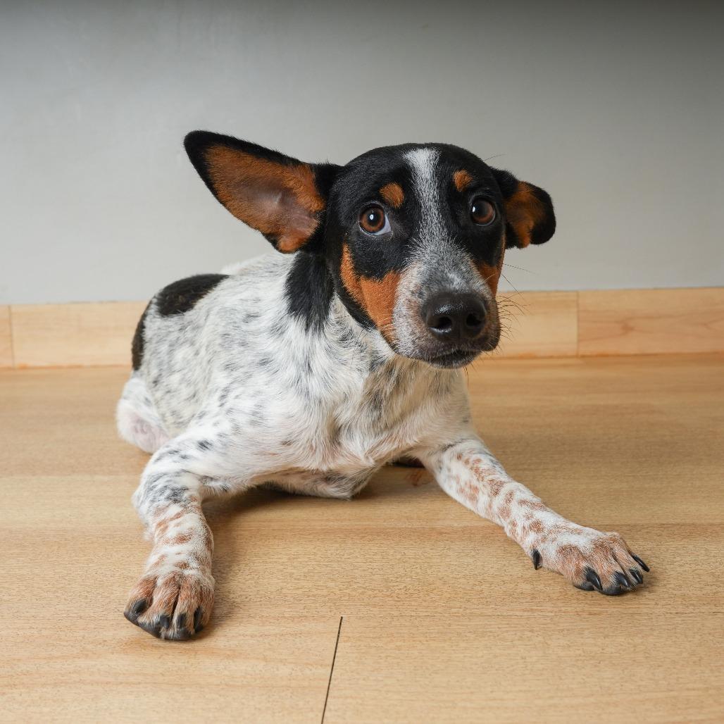 Enlarge Parker *Tripod* D71552, a Adoptable mixed breed in Minnetonka, MN image 4/4