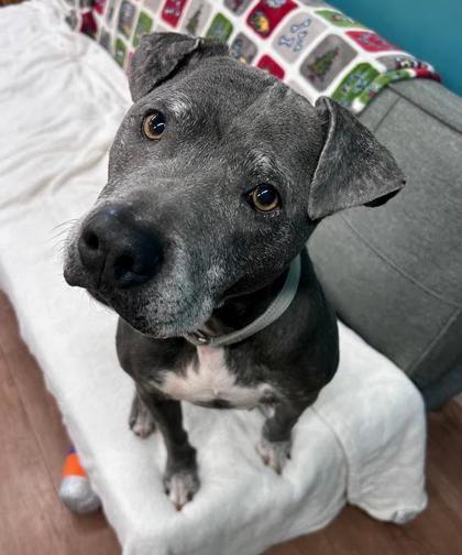 Elanore, Adoptable, Senior Female Pit Bull Terrier & Mixed Breed.