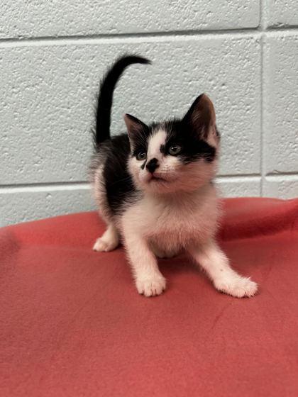 Enlarge Chip, a Adoptable mixed breed in Spruce Pine, NC image 1/1