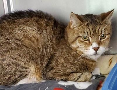 Enlarge Tigger, a Adoptable Domestic Short Hair in Butte, MT image 1/1