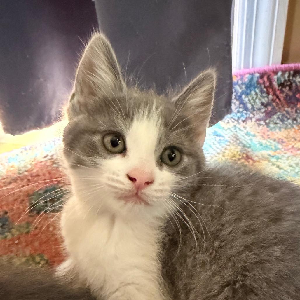 Parker Allen - Ca, a Adoptable Domestic Short Hair in Tallahassee, FL image 1/3