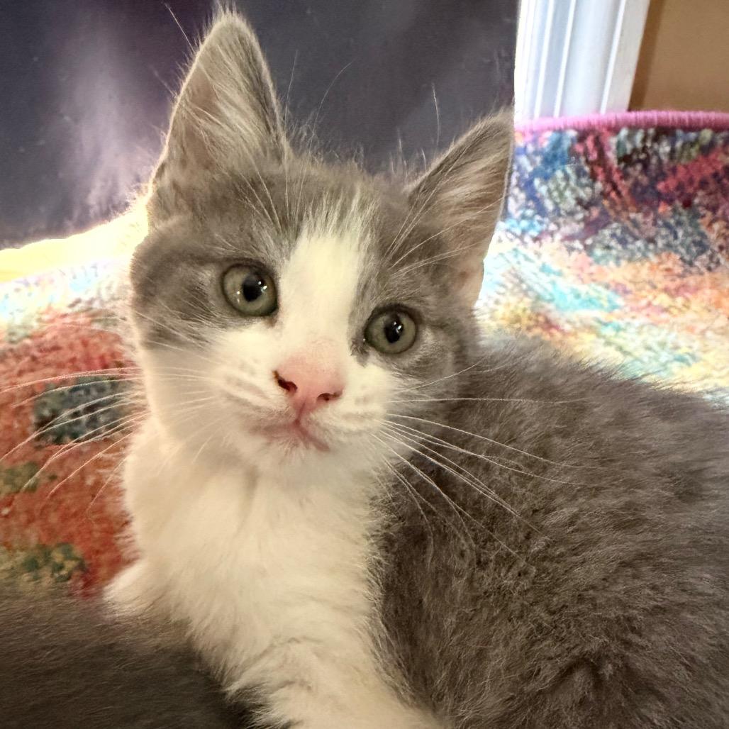 Parker Allen - Ca, a Adoptable Domestic Short Hair in Tallahassee, FL image 2/3