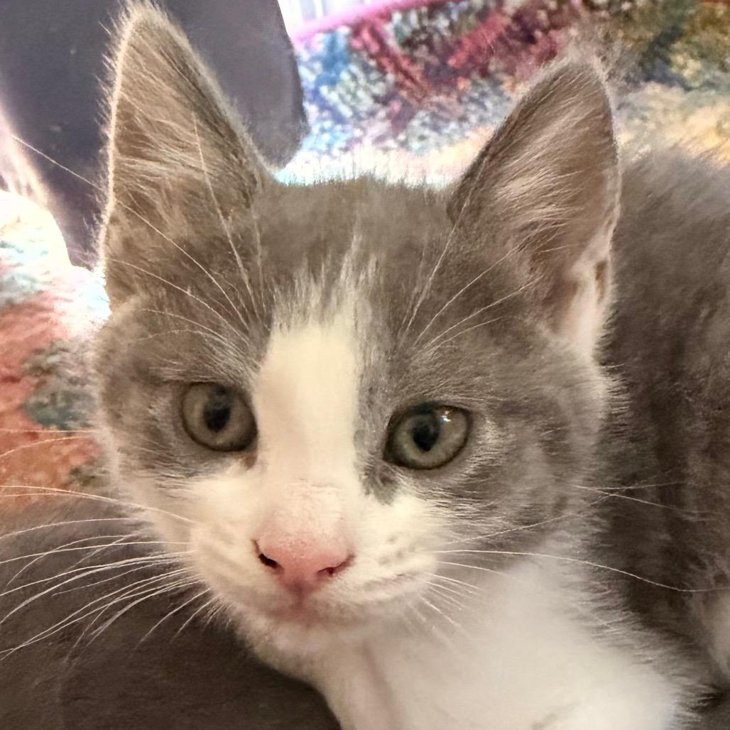 Parker Allen - Ca, a Adoptable Domestic Short Hair in Tallahassee, FL image 3/3