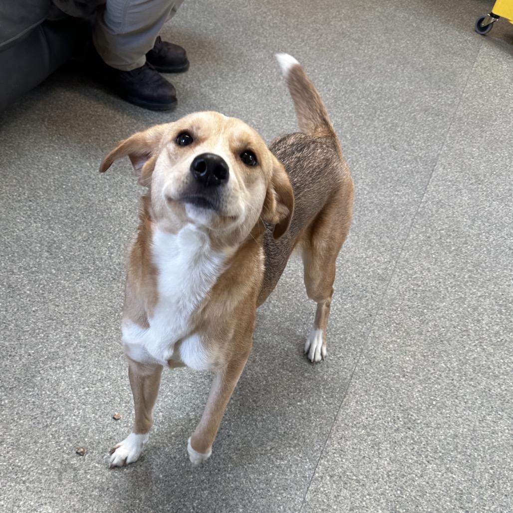 Noodles, Adoptable, Adult Female Shepherd & Mixed Breed.