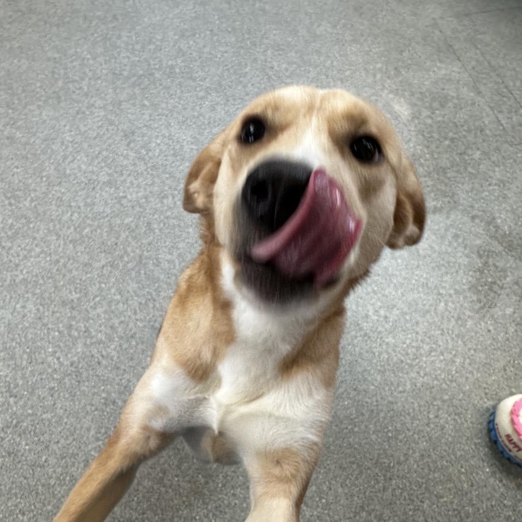 Enlarge Noodles, a Adoptable mixed breed in Delaware, OH image 2/2