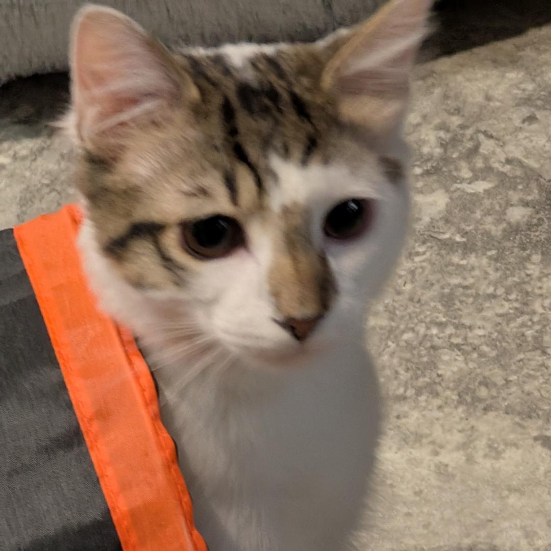 Raphael , ADOPTABLE, Kitten Male Domestic Short Hair.