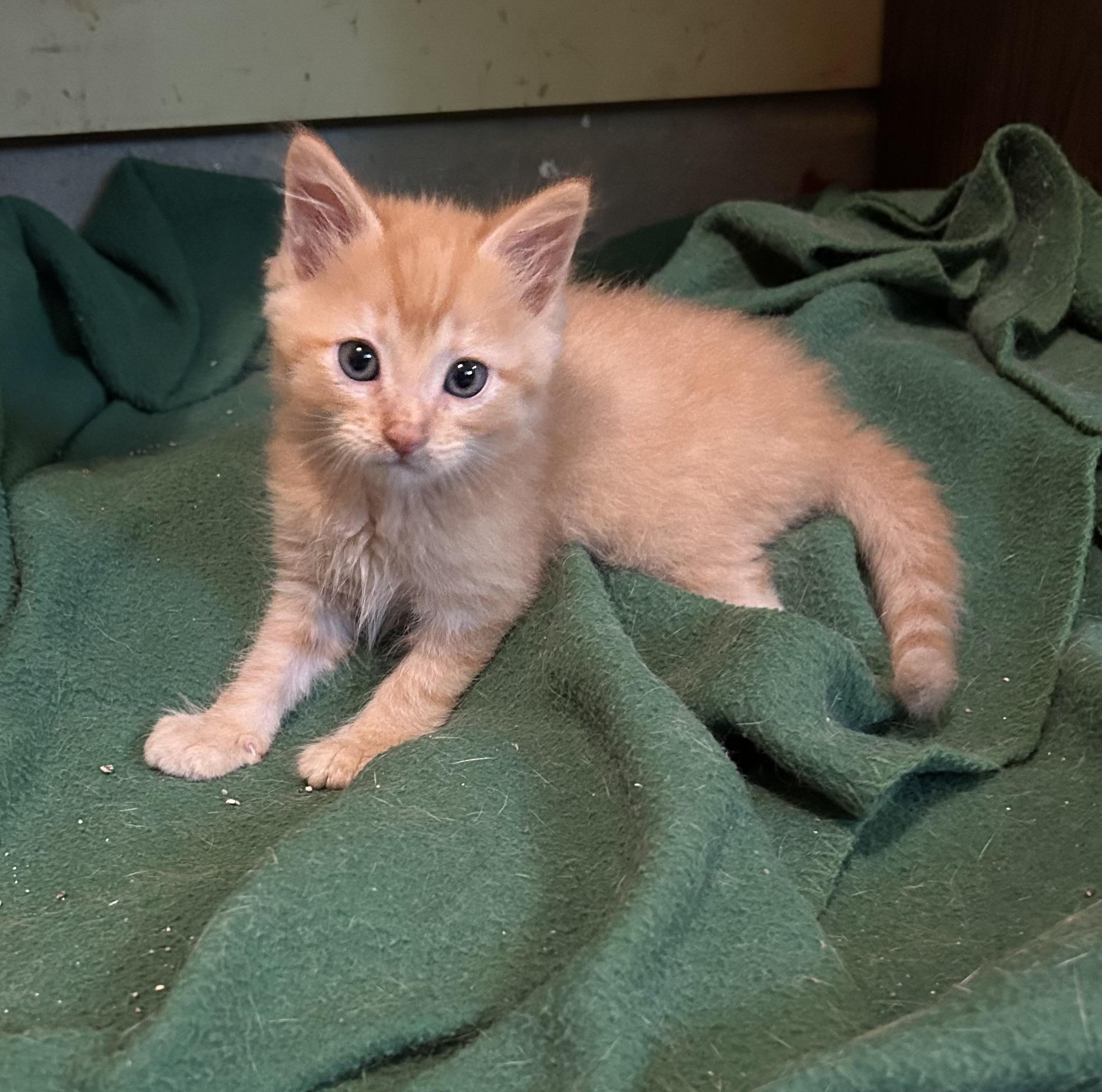 Leroy, a ADOPTABLE Domestic Medium Hair in Floyd, VA image 2/2