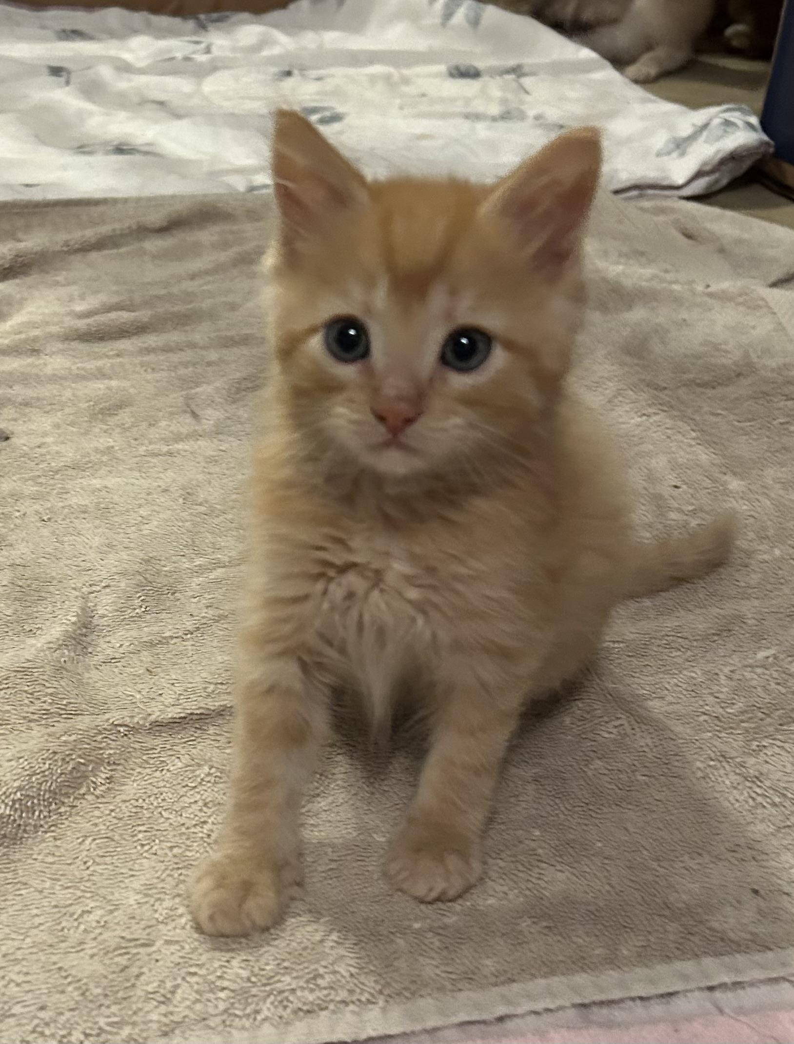 Leroy, a ADOPTABLE Domestic Medium Hair in Floyd, VA image 1/2