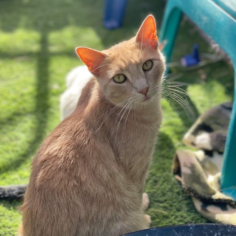 Enlarge Spike, a Adoptable Domestic Short Hair in St. George, UT image 1/6
