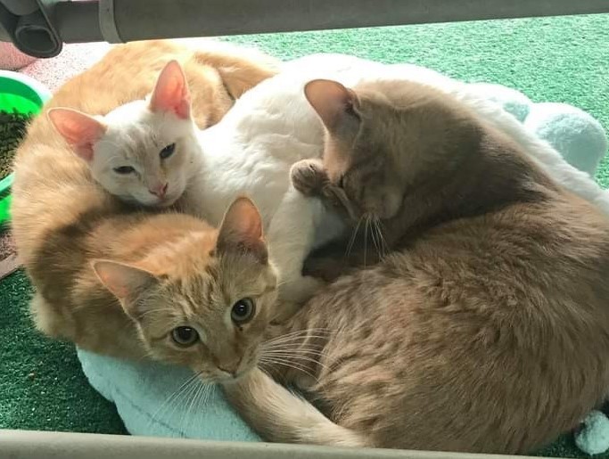 Enlarge Spike, a Adoptable Domestic Short Hair in St. George, UT image 3/6