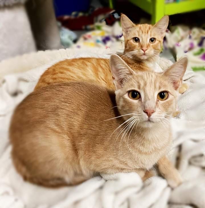 Enlarge Spike, a Adoptable Domestic Short Hair in St. George, UT image 4/6