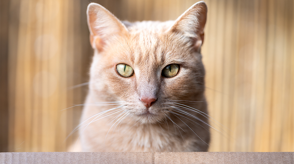 Enlarge Spike, a Adoptable Domestic Short Hair in St. George, UT image 2/6