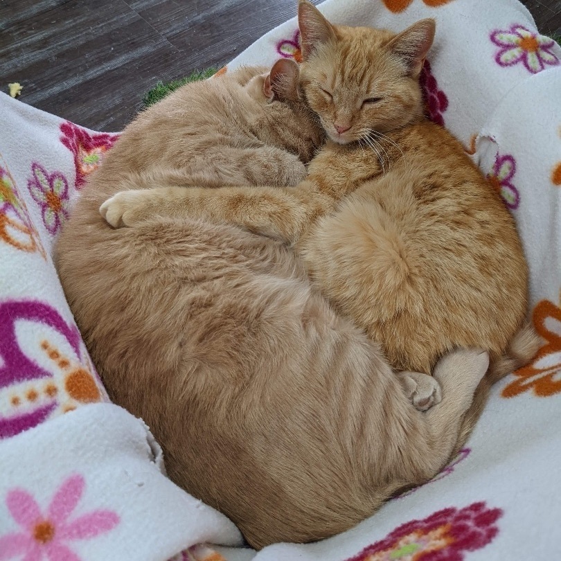 Enlarge Spike, a Adoptable Domestic Short Hair in St. George, UT image 6/6