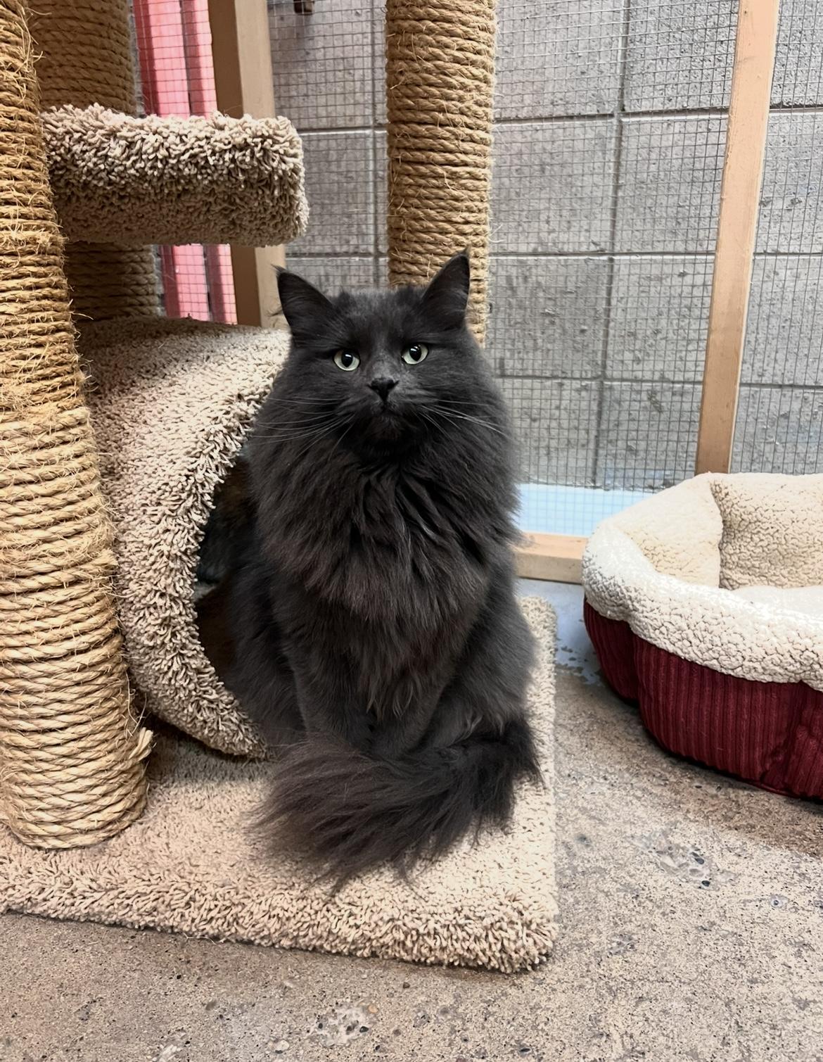 Enlarge Diva, a Adoptable Domestic Short Hair in Peace River, AB image 1/1