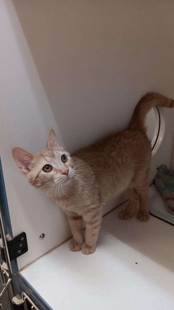 Clarice, Adoptable, Young Female Domestic Short Hair.