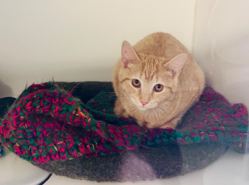 Enlarge Clarice, a Adoptable mixed breed in Crandon, WI image 1/1