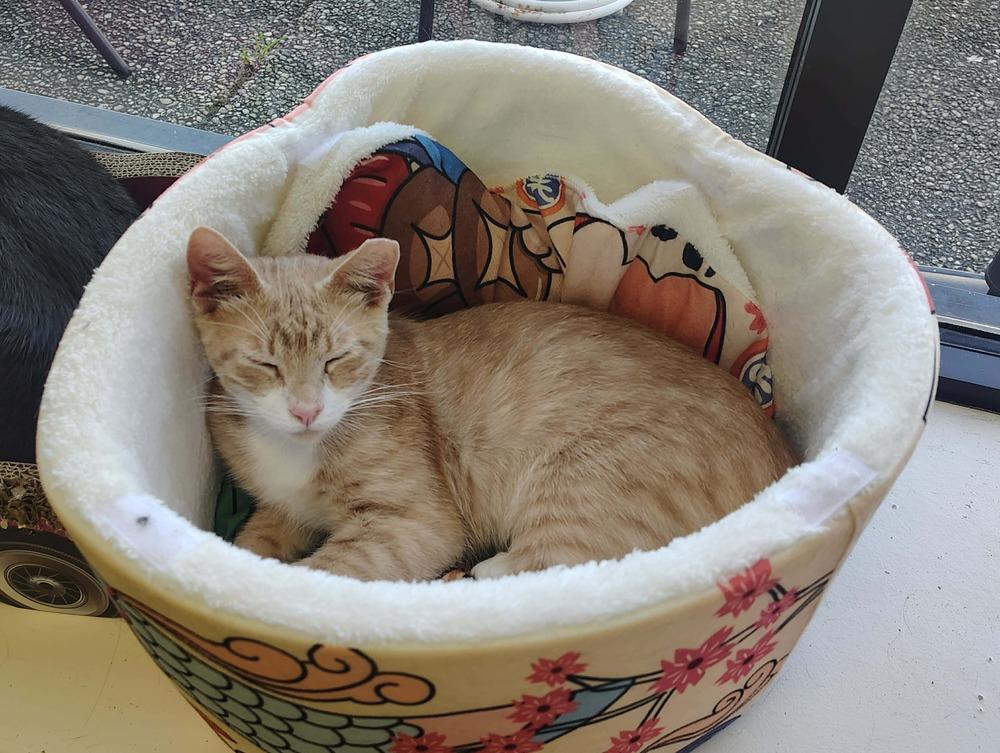 Grover, Adoptable, Kitten Male Domestic Short Hair.
