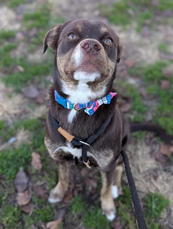 Tulip, Adoptable, Young Female Shepherd & Pit Bull Terrier.