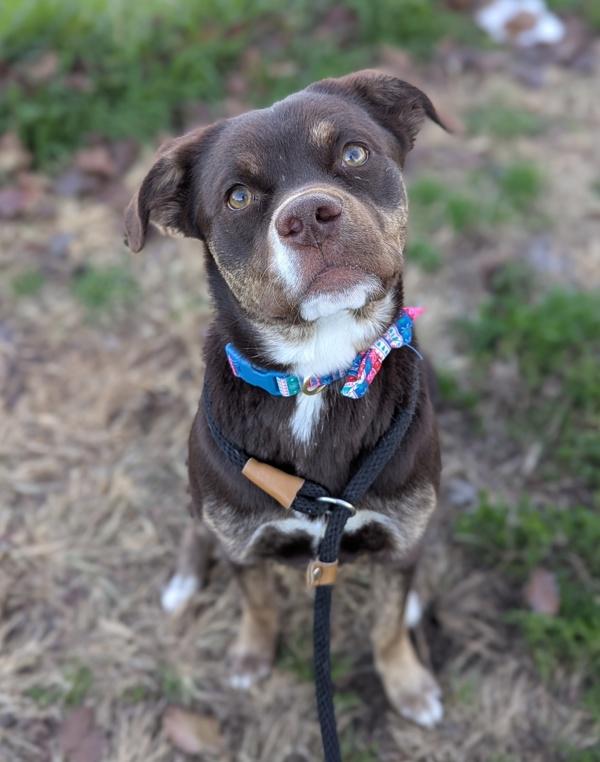 Enlarge Tulip, a Adoptable mixed breed in Richmond, VA image 2/4