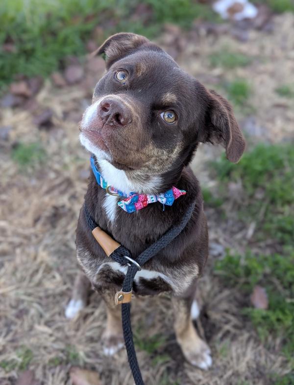 Enlarge Tulip, a Adoptable mixed breed in Richmond, VA image 3/4