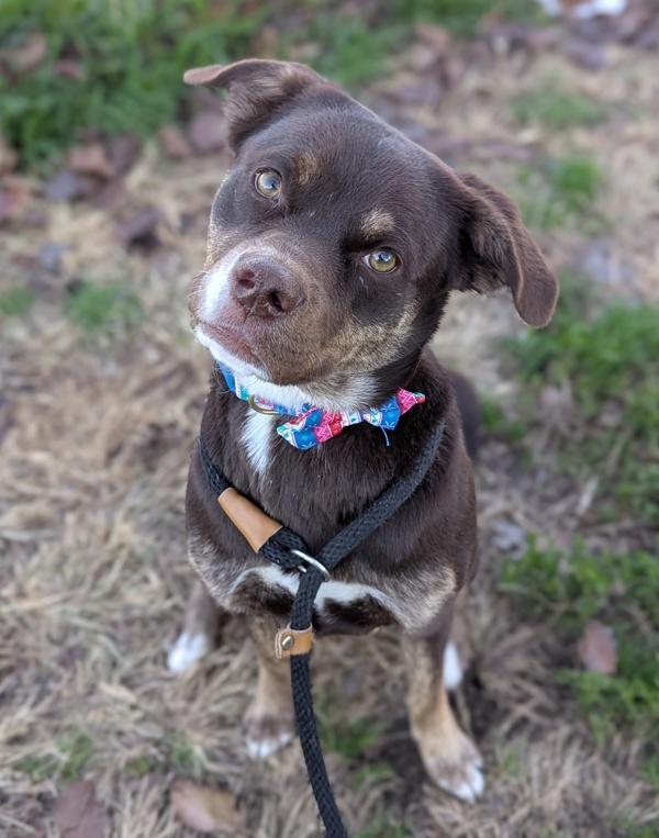 Enlarge Tulip, a Adoptable mixed breed in Richmond, VA image 4/4