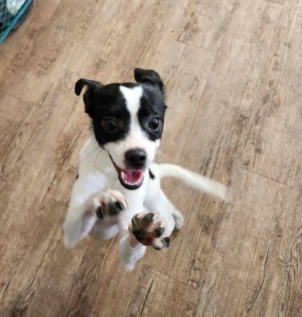 Izzy, Adoptable, Young Female Chihuahua.