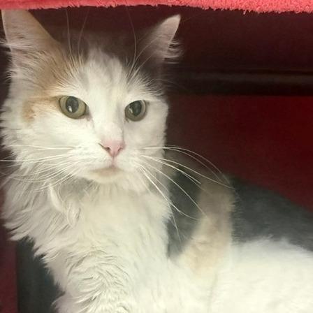 Enlarge Sugar, a Adoptable Domestic Medium Hair in Las Vegas, NV image 2/2