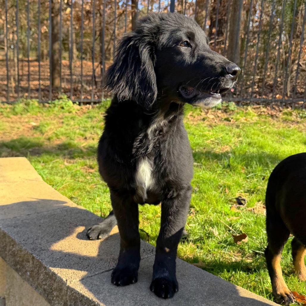 Rigby — thumbnail 3