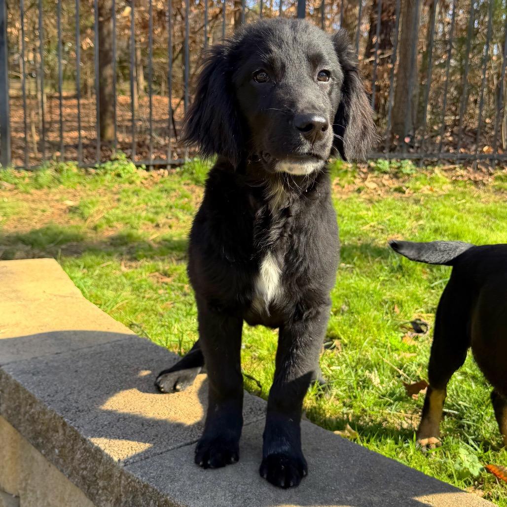 Rigby — thumbnail 5