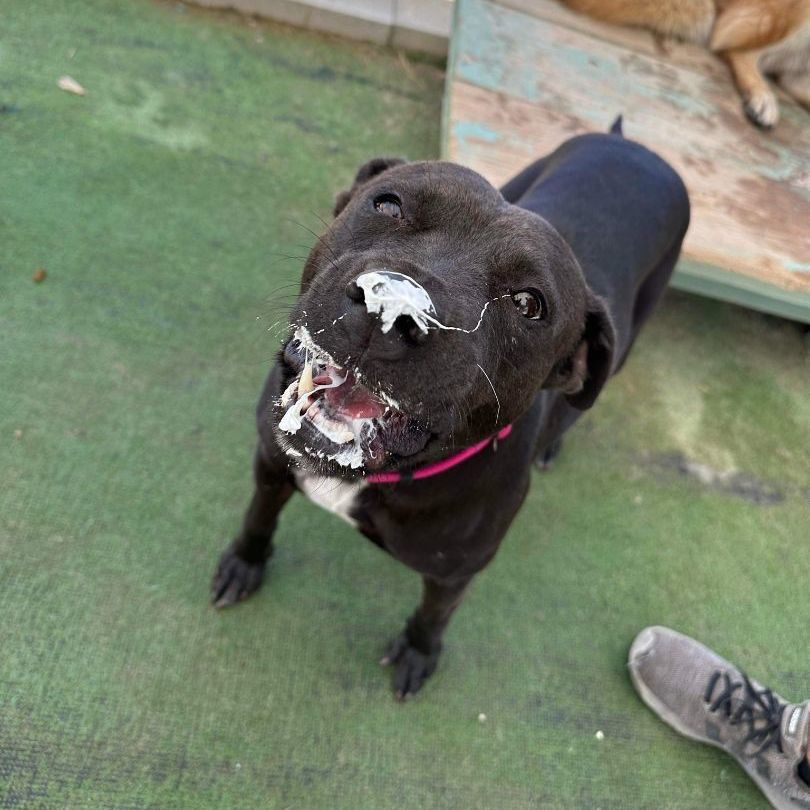 Darlin, Adoptable, Adult Female Pit Bull Terrier.