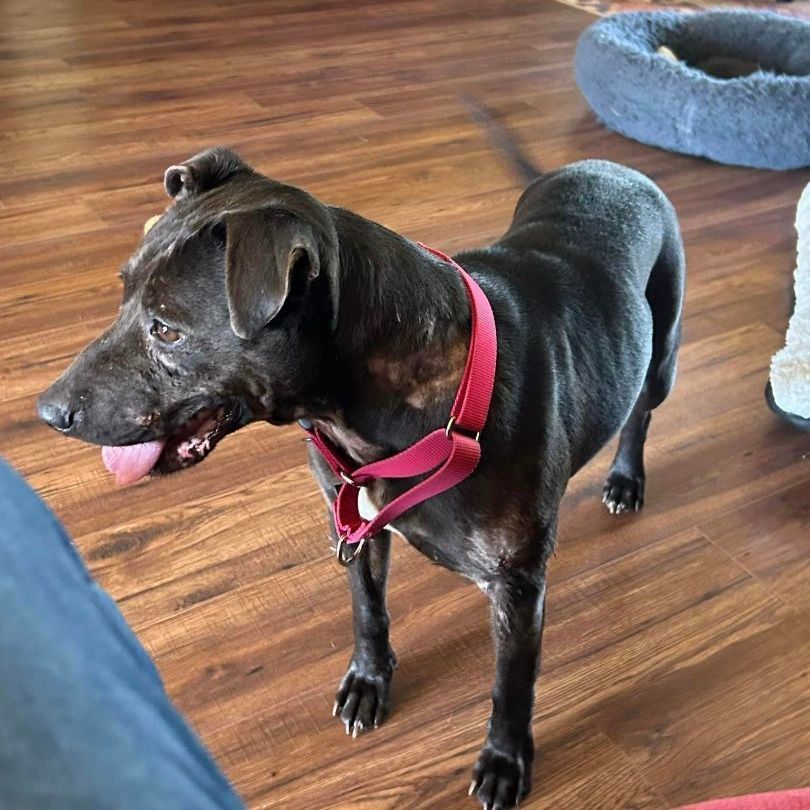 Darlin, a Adoptable Pit Bull Terrier in Kerrville, TX image 2/5