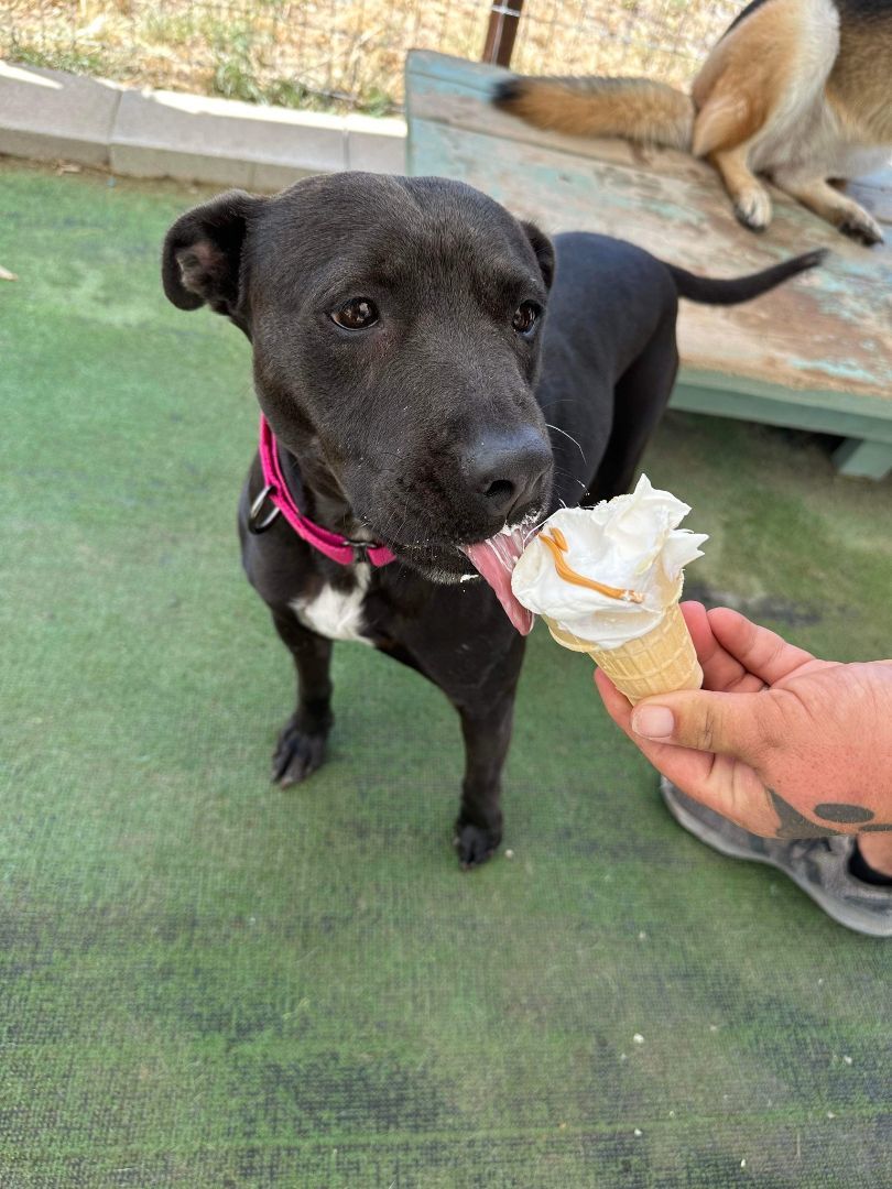 Darlin, a Adoptable Pit Bull Terrier in Kerrville, TX image 3/5