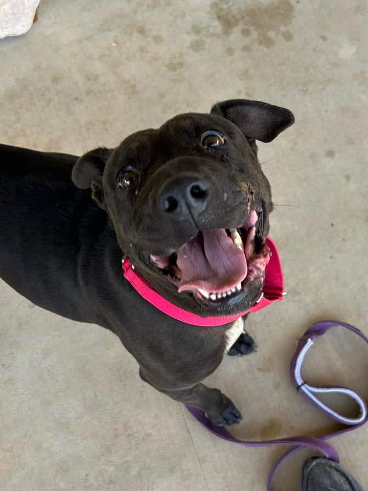 Darlin, a Adoptable Pit Bull Terrier in Kerrville, TX image 4/5