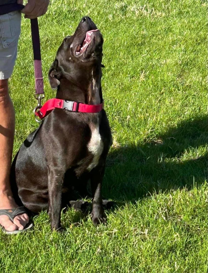 Darlin, a Adoptable Pit Bull Terrier in Kerrville, TX image 5/5