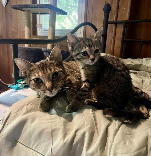 Rory w/Lorelie Willow Grove Area, (10/28/25-124)