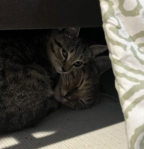 Rory w/Lorelie Willow Grove Area, (10/28/25-124)