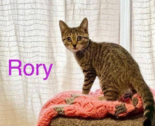 Rory w/Lorelie Willow Grove Area, (10/28/25-124)