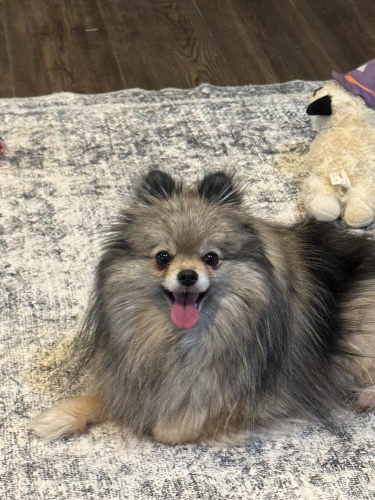 Pomeranian - Lark, a Adoptable Pomeranian in Omaha, NE image 1/3