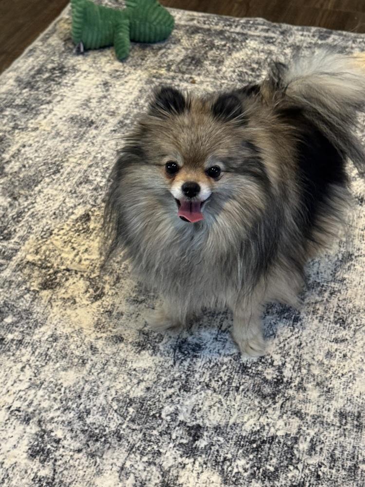 Pomeranian - Lark, a Adoptable Pomeranian in Omaha, NE image 3/3