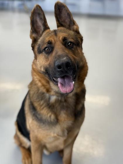 Enlarge Dutch, a Adoptable German Shepherd Dog in Gwinn, MI image 1/1